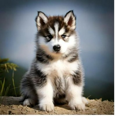 Malamute d'Alaska - photo 5