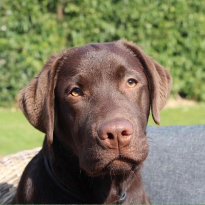 Labrador Retriever - photo 20