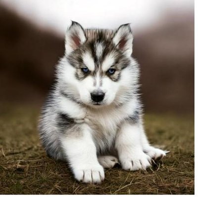 Malamute d'Alaska - photo 8