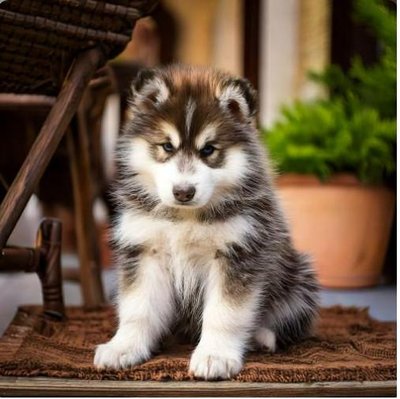 Malamute d'Alaska - photo 12