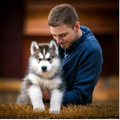 Malamute d'Alaska - photo 21