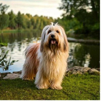 Lhassa Apso - photo 1