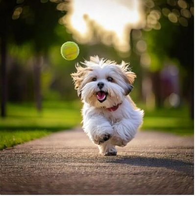 Lhassa Apso - photo 4