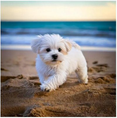Lhassa Apso - photo 10