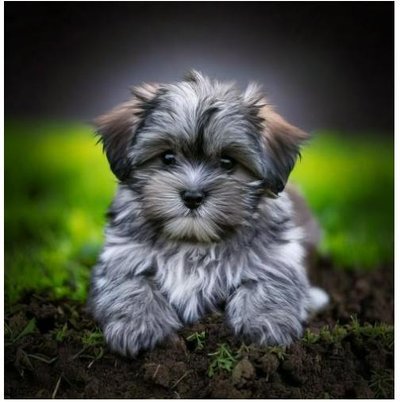 Lhassa Apso - photo 11