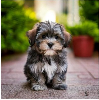 Lhassa Apso - photo 13