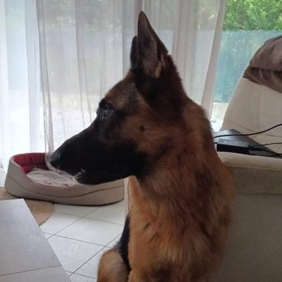 Berger Allemand - photo 3