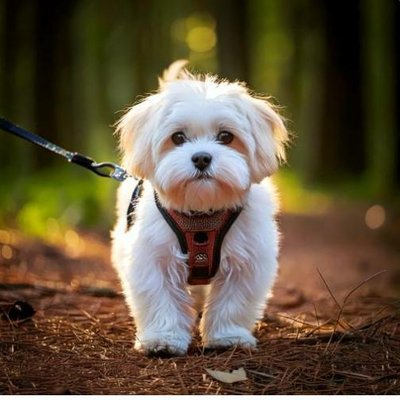 Lhassa Apso - photo 18