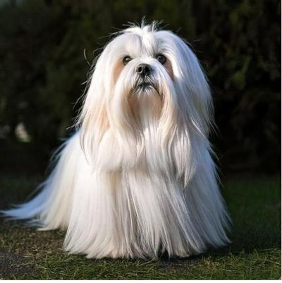Lhassa Apso - photo 22