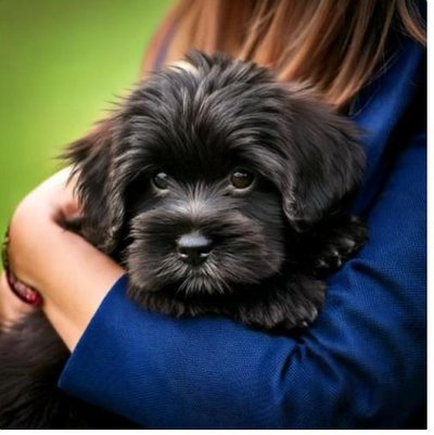 Lhassa Apso - photo 24