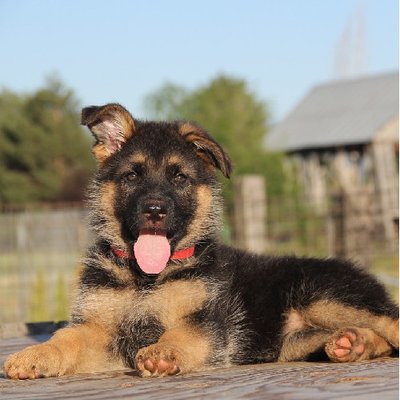 Berger Allemand - photo 4