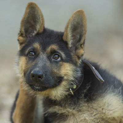 Berger Allemand - photo 5