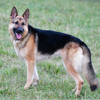 Berger Allemand - photo 6