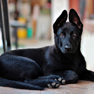 Berger Allemand - photo 8