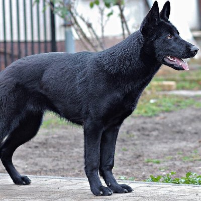 Berger Allemand - photo 9