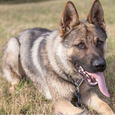Berger Allemand - photo 7
