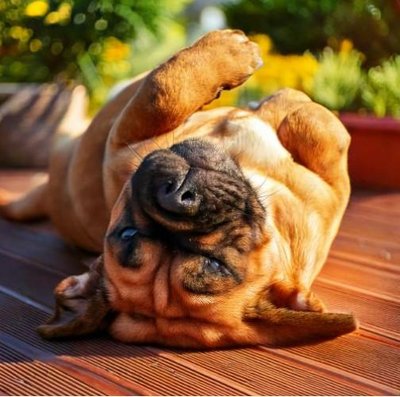 Mastiff Anglais - photo 3