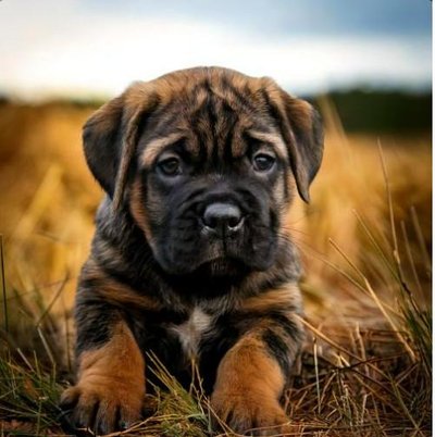 Mastiff Anglais - photo 8