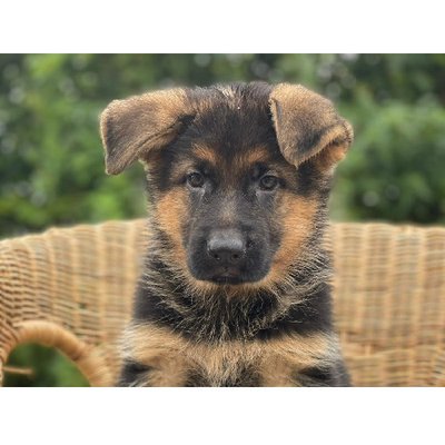 Berger Allemand - photo 12