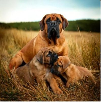 Elevage, prix du Mastiff