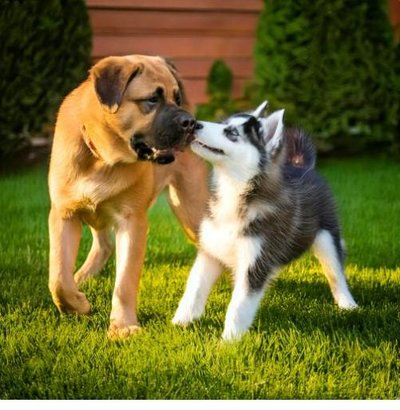 Mastiff Anglais - photo 13