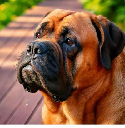 Mastiff Anglais - photo 15