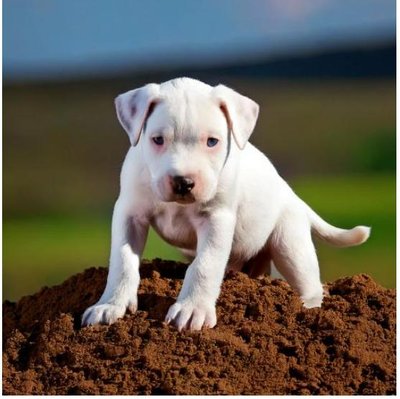 Dogue Argentin - photo 5