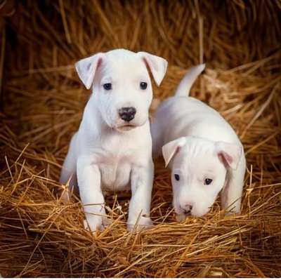 Dogue Argentin - photo 8