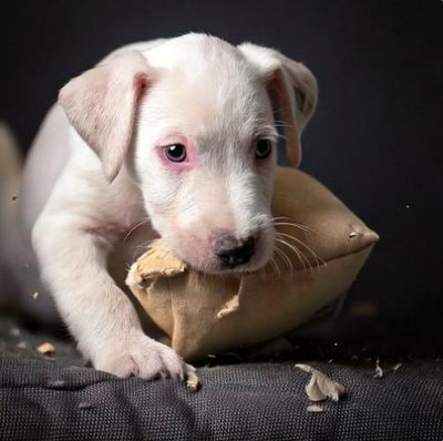 Dogue Argentin - photo 14