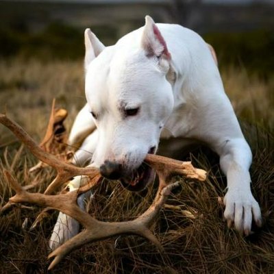 Dogue Argentin - photo 15