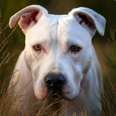 Dogue Argentin - photo 17
