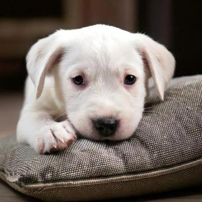 Dogue Argentin - photo 18
