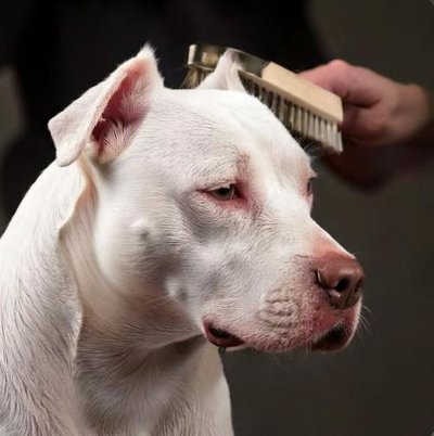 Dogue Argentin - photo 16
