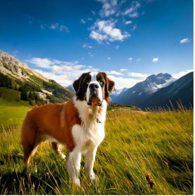 Saint-Bernard - photo 7