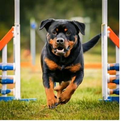 Rottweiler - photo 4