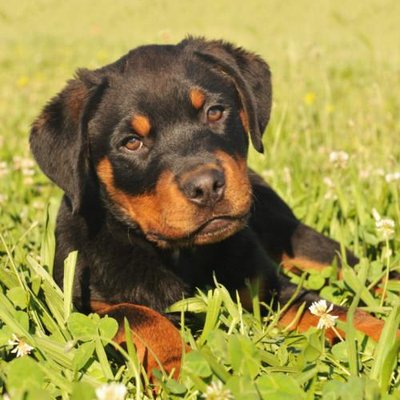Rottweiler - photo 9