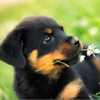 Rottweiler - photo 10