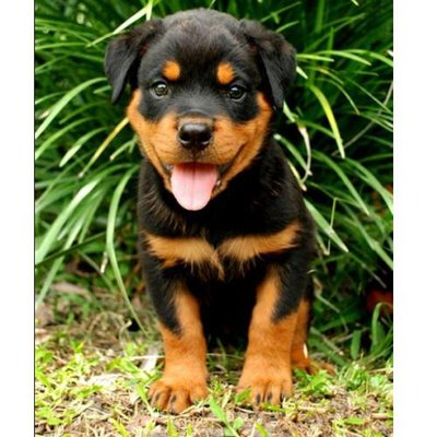 Rottweiler - photo 11