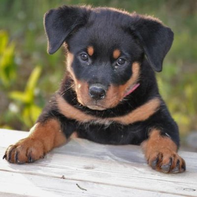 Rottweiler - photo 12
