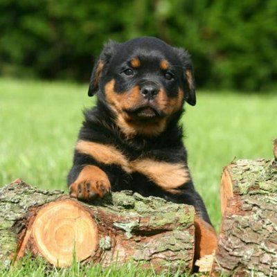 Rottweiler - photo 13
