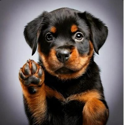 Rottweiler - photo 18