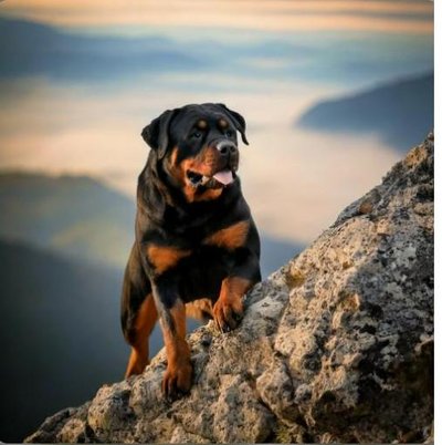 Rottweiler - photo 19