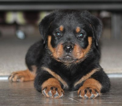 Rottweiler - photo 22
