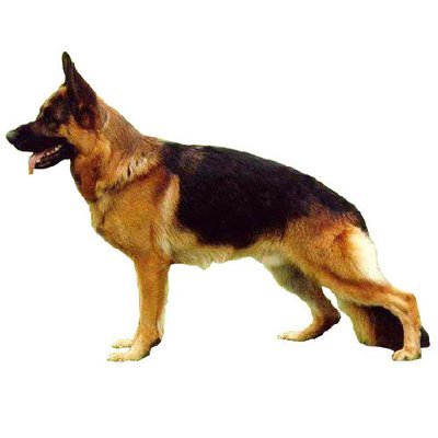 Berger Allemand - photo 13