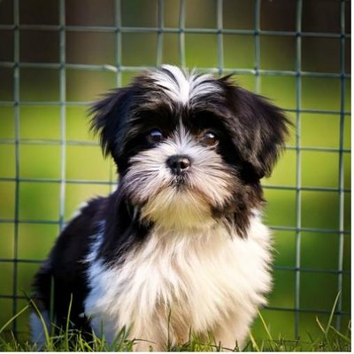 Shih Tzu - photo 10
