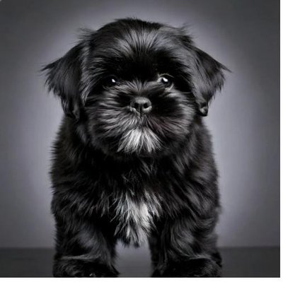 Shih Tzu - photo 14