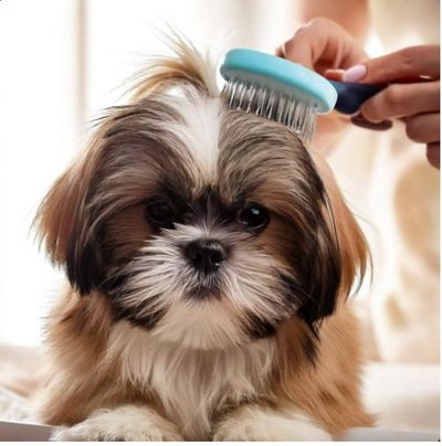 Shih Tzu - photo 21