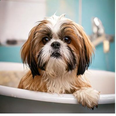 Shih Tzu - photo 24