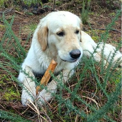 Golden Retriever - photo 1
