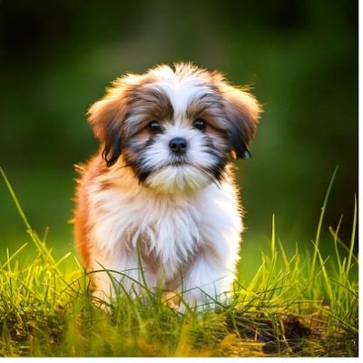 Shih Tzu - photo 26